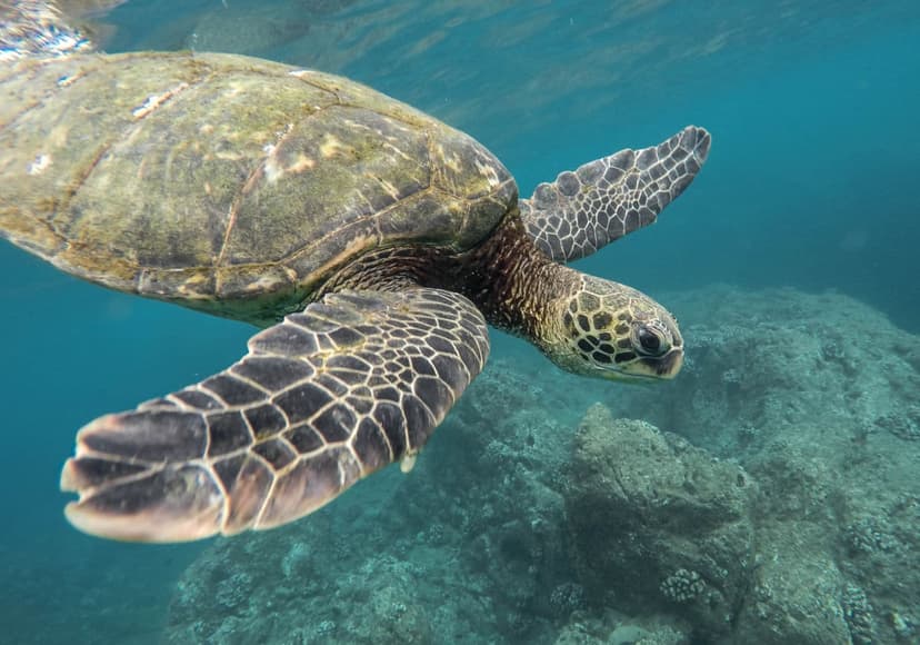 Sea turtle swimming in clear blue water at Malama Beach Kapparis